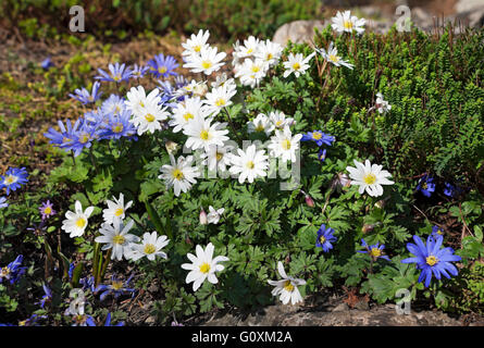Gros plan des fleurs d'anémones bleues et blanches fleurs d'anémone floraison au printemps Royaume-Uni Grande-Bretagne Banque D'Images