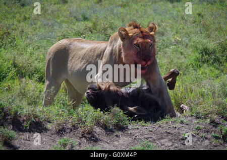 Lion mangeant des gnous Banque D'Images