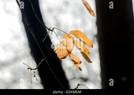 Feuilles d'automne dans le vent sur fond clair et foncé Banque D'Images