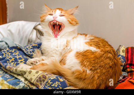 Grand salon de chat rouge bâille dans la chambre Banque D'Images