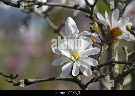 Avec la Direction générale de l'une fleur de magnolia blanc avec des brindilles et des nouveaux bourgeons close up sur fond de vert printemps feuilles et fleurs Banque D'Images