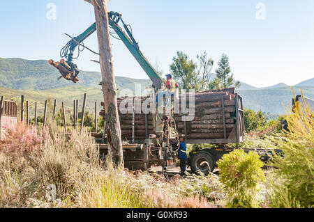 Le Millwood, AFRIQUE DU SUD - 4 mars 2016 : Les travailleurs chargement des grumes sur un camion de transport de fort à la Mills Banque D'Images