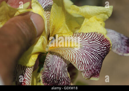 Iris Iris variegata, Hongrois, herbe vivace rhizomateuse, tiges ramifiées, légèrement côtelée falciformes feuilles, fleurs jaune-blanc Banque D'Images