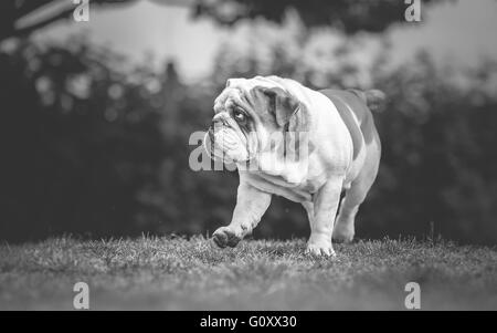 Bulldog anglais walking in garden Banque D'Images