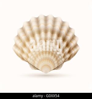 Vector illustration détaillée de sea shell. Illustration de Vecteur