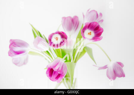 Tulip Extravaganza - un arrangement informel moderne de tulipes roses dans un vase en verre sur un fond blanc lumineux. Banque D'Images