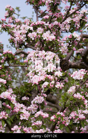 Malus domestica 'Merton Russet'. Apple Blossom au printemps. Banque D'Images