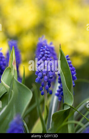 Muscari armeniacum. Muscaris dans le jardin. Banque D'Images