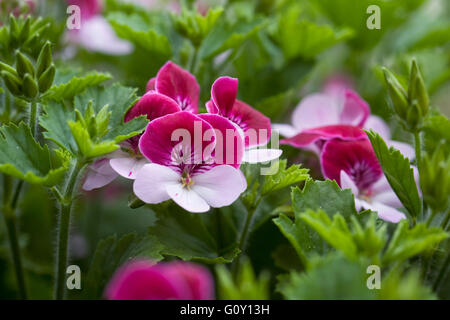 Laisse-là rêver Pelargonium 'Pacbicolor' fleurs bicolores. Banque D'Images