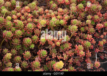 Cactaceae Mammillaria gracilis close up. Banque D'Images