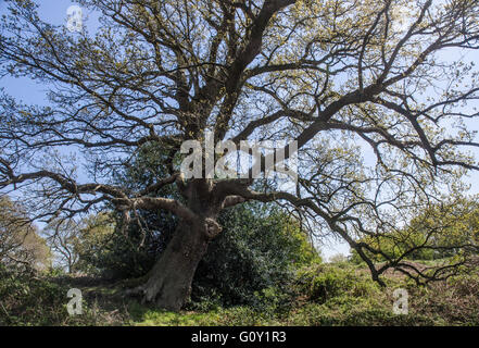 Chêne anglais ancien tree in spring Banque D'Images