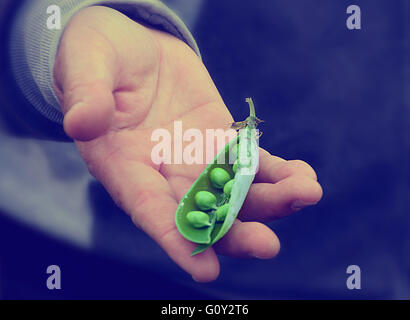 Senior man holding pea pod dans sa main Banque D'Images