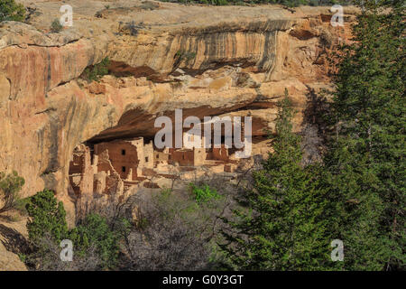 Maison de l'arbre de l'épinette cliff en séjour à Mesa Verde National Park, Colorado Banque D'Images