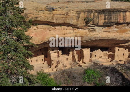 Maison de l'arbre de l'épinette cliff en séjour à Mesa Verde National Park, Colorado Banque D'Images