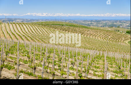 Vue sur la zone de production de vin Barbaresco dans la région Piémont en Italie Banque D'Images