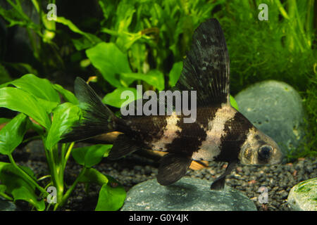 Chinois de haute fin bagué requin, Myxocyprinus asiaticus dans accueil aquarium, Emiliano Spada Banque D'Images