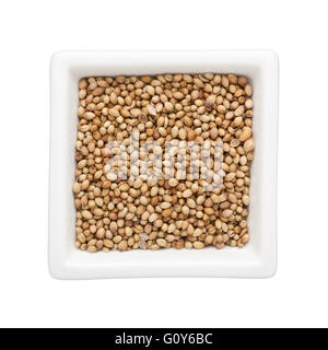 Les graines de coriandre dans un bol carré isolé sur fond blanc Banque D'Images