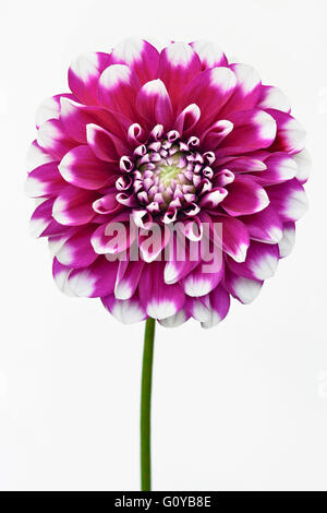 Dahlia Dahlia, le cultivar, la beauté dans la nature, couleur, ampoule, contemporain, jardin de plantes, Creative, Cut Out, fleur, fleurs, floraison d'été d'automne, le gel tendre, usine, Studio Shot, Tuber, couleurs vives, Rose, Blanc, Banque D'Images