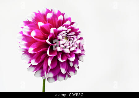 Dahlia Dahlia, le cultivar, la beauté dans la nature, couleur, ampoule, contemporain, jardin de plantes, Creative, Cut Out, fleur, fleurs, floraison d'été d'automne, le gel tendre, usine, Studio Shot, Tuber, couleurs vives, Rose, Blanc, Banque D'Images