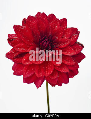 Dahlia Dahlia, le cultivar, la beauté dans la nature, couleur, ampoule, contemporain, jardin de plantes, Creative, Cut Out, Drop, gouttelettes, gouttes, fleur, fleurs, floraison d'été d'automne, le gel tendre, usine, Studio Shot, Tuber, couleurs vives, l'eau, humide, rouge, blanc, Banque D'Images