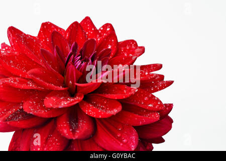 Dahlia Dahlia, le cultivar, la beauté dans la nature, couleur, ampoule, contemporain, jardin de plantes, Creative, goutte, goutte, gouttes, gouttelettes, fleur, fleurs, floraison d'été d'automne, le gel tendre, usine, Studio Shot, Tuber, couleurs vives, l'eau, humide, rouge, blanc, Banque D'Images