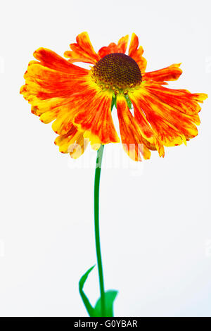 Helen's flower, Sneezeweed Helenium Helenium,, cultivar, beauté dans la nature, la couleur, contemporain, créatif, Cut Out, fleur, fleurs, floraison d'été d'automne, le gel hardy, plante vivace, Sneezeweed, étamine, Studio Shot, Orange, Blanc, Banque D'Images