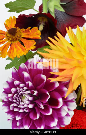 Dahlia Dahlia, le cultivar, la beauté dans la nature, couleur, ampoule, contemporain, jardin de plantes, Creative, fleur, floraison d'automne floraison d'été, le gel, l'adjudication, usine, Studio Shot, Tuber, de différentes couleurs, Banque D'Images