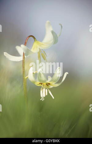 Fawn lily 'White Beauty', Erythronium, Erythronium californicum 'White Beauty', la beauté dans la nature, la couleur, l'ampoule, contemporain, jardin de plantes, Creative, Violet, Dogtooth, onirique, comestibles Erythronium 'White Beauty', l'Erythronium oreganum 'White Beauty', l'Erythronium revolutum 'White beauté, Fleur, fleurs de printemps, de l'Alimentation et boissons, le gel hardy, croissante, extérieur, de couleur pastel, Plante, étamine, Trout lily, plante rare, blanc, Banque D'Images