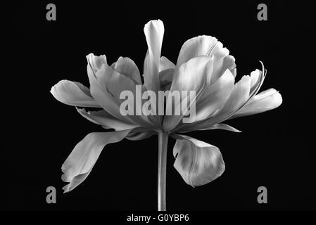 Tulip 'exotiques', Empereur, Tulipa Tulipa fosteriana 'exotiques' Empereur, beauté dans la nature, ampoule, contemporain, jardin de plantes, Creative, Cut Out, fleur, fleurs de printemps, le gel hardy, Monochrome, usine, Studio shot, noir et blanc, Banque D'Images