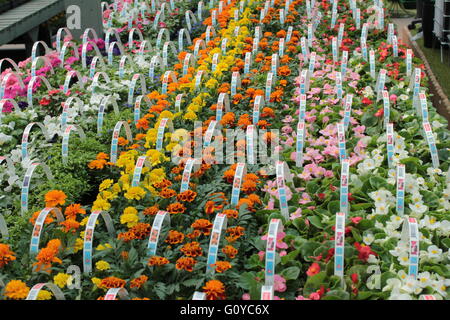 Masse de plantes pour le jardin. Banque D'Images