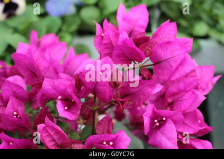 Usine de bougainvilliers pourpres Banque D'Images