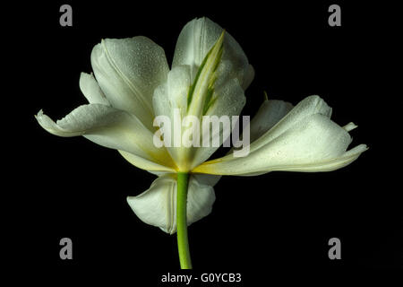 Tulip 'exotiques', Empereur, Tulipa Tulipa fosteriana 'exotiques', empereur de la beauté dans la nature, la couleur, l'ampoule, contemporain, jardin de plantes, Creative, Cut out, gouttelettes, gouttes, fleur, fleurs de printemps, le gel hardy, usine, Studio, l'eau, humide, Blanc, Noir, Banque D'Images