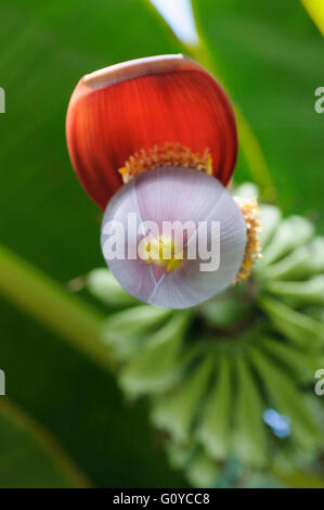 La banane, Musa, Musa cultivar, beauté dans la nature, la couleur, les cultures, comestibles, feuillage persistant, floraison d'été, de l'Alimentation et boisson, nourriture et boissons, frais, le gel tendre, fruits, fruits d'été, Culture, Nature, Outdoor, usine, Superfood, plante inhabituelle, rouge, vert, Banque D'Images