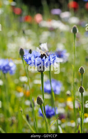 Bleuet, Centaurea, Centaurea cyanus, annuel, baccalauréat, bouton, fleur, panier de beauté dans la nature, bleue, boutonnière Fleur, couleur, bleuet, Chalet jardin plante, utilisations culinaires, comestibles, fleur, fleur nationale de l'Estonie, l'été la floraison, le gel hardy, Allemagne fleur nationale, croissante, Herb, Hurtsickle, les usages médicinaux, la nature, l'Amérique du Nord, les peuples de l'Europe, à l'extérieur, plantes, fleurs sauvages, bleu, Banque D'Images