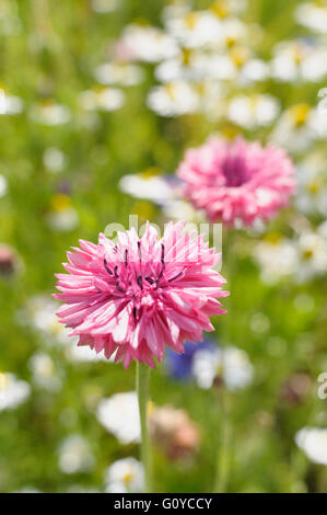 Bleuet, Centaurea, Centaurea cyanus, annuel, baccalauréat, bouton, fleur, panier de beauté dans la nature, bleue, boutonnière Fleur, couleur, bleuet, Chalet jardin plante, utilisations culinaires, comestibles, fleur, fleur nationale de l'Estonie, l'été la floraison, le gel hardy, Allemagne fleur nationale, croissante, Herb, Hurtsickle, les usages médicinaux, la nature, l'Amérique du Nord, les peuples de l'Europe, à l'extérieur, de l'étamine, plantes, fleurs sauvages de différentes couleurs, Banque D'Images