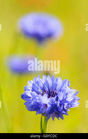 Bleuet, Centaurea, Centaurea cyanus, annuel, baccalauréat, bouton, fleur, panier de beauté dans la nature, bleue, boutonnière Fleur, couleur, bleuet, Chalet jardin plante, Creative, utilisations culinaires, comestibles, fleur, fleur nationale de l'Estonie, la floraison d'été, le gel hardy, Allemagne fleur nationale, croissante, Herb, Hurtsickle, les usages médicinaux, la nature, l'Amérique du Nord, les peuples de l'Europe, à l'extérieur, planter, étamine, couleurs vives, fleurs sauvages, bleu, vert, Banque D'Images