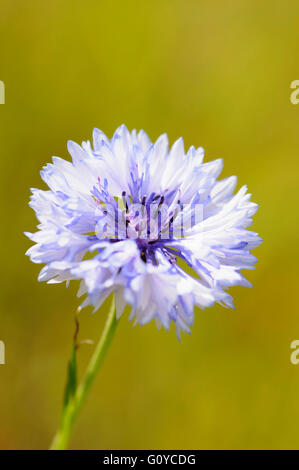 Bleuet, Centaurea, Centaurea cyanus, annuel, baccalauréat, bouton, fleur, panier de beauté dans la nature, bleue, boutonnière Fleur, couleur, bleuet, Chalet jardin plante, utilisations culinaires, comestibles, fleur, fleur nationale de l'Estonie, l'été la floraison, le gel hardy, Allemagne fleur nationale, croissante, Herb, Hurtsickle, les usages médicinaux, la nature, l'Amérique du Nord, les peuples de l'Europe, à l'extérieur, de l'étamine, plantes, fleurs sauvages, bleu, vert, Banque D'Images