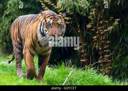 Tigre de Sumatra dans la pluie Banque D'Images