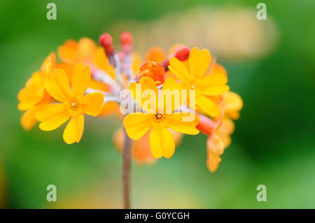 La primula, candélabres, Primula Primula aurantiaca, beauté dans la nature, les populations de la Chine, de la couleur, jardin de fleurs, plantes, fleurs de printemps, le gel hardy, Culture, Nature, piscine, plante vivace, fleur sauvage, orange, vert, Banque D'Images