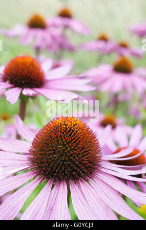 L'échinacée, l'Echinacea, Echinacea purpurea 'Rubinglow', beauté dans la nature, la couleur, créatif, fleur, fleurs, floraison d'été d'automne, le gel hardy, croissante, de la nature, à l'extérieur, plantes vivaces, des plantes, de l'étamine, hérissés, Mauve, Banque D'Images