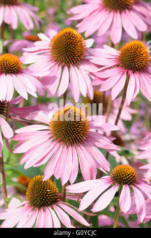 L'échinacée, l'Echinacea, Echinacea purpurea 'Rubinglow', beauté dans la nature, la couleur, créatif, fleur, fleurs, floraison d'été d'automne, le gel hardy, croissante, de la nature, à l'extérieur, plantes vivaces, des plantes, de l'étamine, hérissés, rose, Banque D'Images