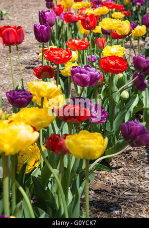 Close up de tulipes aux couleurs vives (rouge, jaune et violet) plantés dans une ligne d'une bordure de fleurs Banque D'Images