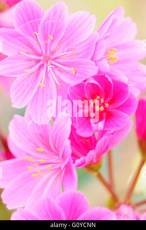 Lewisia, Lewisia cotyledon 'Regenbogen', la beauté dans la nature, Cliff Maids, couleur, Evergreen, fleur, floraison d'été, le gel hardy, croissante, Lewisia, extérieur, plante vivace, Bitterroot Siskiyou Siskiyou, Lewisia, étamine, couleurs vives, rose, Banque D'Images