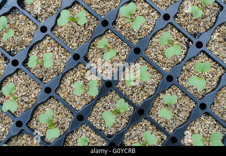 'Chou', Greyhound, Brassica Brassica oleracea capitata 'Greyhound', annuel, beauté dans la nature, la couleur, les cultures, comestibles, Feuillage, Nourriture et boisson, le gel hardy, croissante, extérieur, Plante, Superfood, Légumes, vert, brun, Banque D'Images