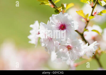 Le cerisier, Prunus, Vierge Prunus Rose 'Ballerina', beauté dans la nature, la couleur, caduque, fleur, fleurs de printemps, le gel hardy, croissante, extérieur, parfum, Plante, arbre, de l'étamine, rose, Banque D'Images