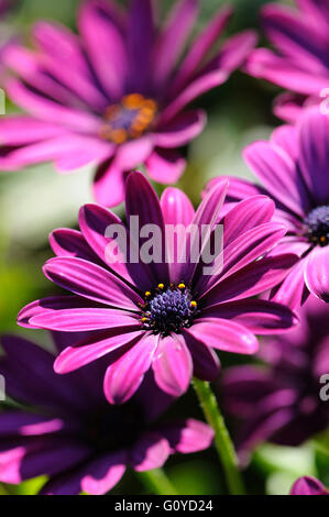 Osteospermum Osteospermum, ciliata, beauté dans la nature, la couleur, créatif, fleur, croissante, Osteospermum ciliata, extérieur, de l'Afrique de l'étamine, Daisy, annuel, Cape Daisy, Chalet jardin, plantes à fleurs d'été, le gel hardy, plante vivace, Afrique du Sud, les populations autochtones. Fleur sauvage, Violet, Banque D'Images