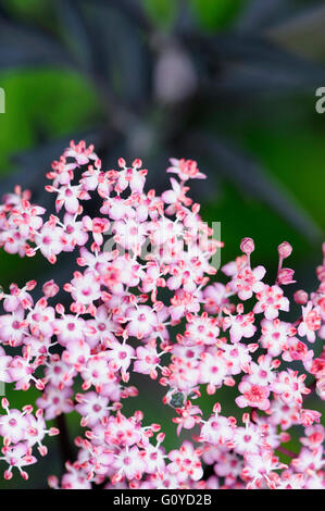 Noir, d'un Aîné, d'un aîné, Sambucus Sambucus nigra 'Eva', la beauté dans la nature, dentelle noire, couleur, utilisations culinaires, à feuilles caduques, comestibles, fleur, fleurs de printemps, le gel hardy, fruits, croissante, extérieur, Plante, arbuste, plante, arbre, durable, Rose Banque D'Images