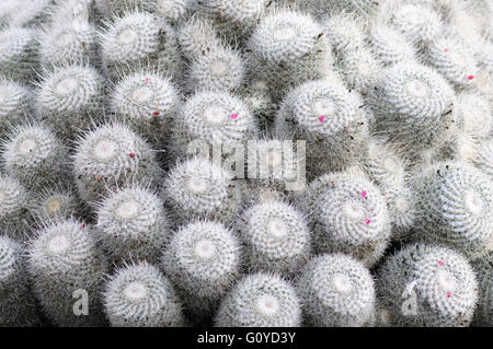 Pincushion cactus, cactus, Mammillaria, Mammillaria bombycina, beauté dans la nature, Cactus, couleur, plante du désert, Evergreen, la floraison du printemps, l'été, la floraison d'offres de plus en plus, le gel, Mammillaria haageana, au Mexique, les populations autochtones, en plein air, de plantes sauvages, fleurs, hérissés, blanc Banque D'Images