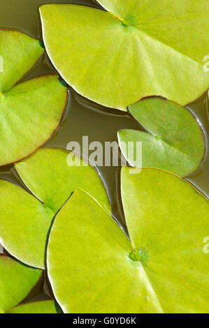 Water Lily, Nymphaea, Nymphaea cultivar, aquatiques, la beauté dans la nature, la couleur, créatif, l'été la floraison, Feuillage, croissante, extérieur, plante vivace, Bassin aux nymphéas, vert, Banque D'Images