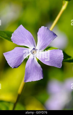 La pervenche, Vinca, Vinca cultivar, beauté dans la nature, la couleur, Evergreen, fleur, Fleurs de Printemps, Été, la floraison, le gel hardy, croissante, extérieur, Plante, arbuste, Mauve, Banque D'Images